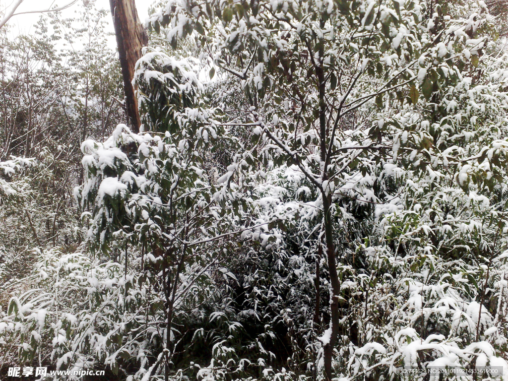 雪景 白雪 雪树