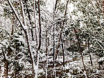 雪景 白雪 大雪 雪树 树上的雪