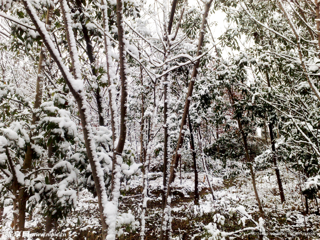 雪景 白雪 大雪 雪树 树上的雪