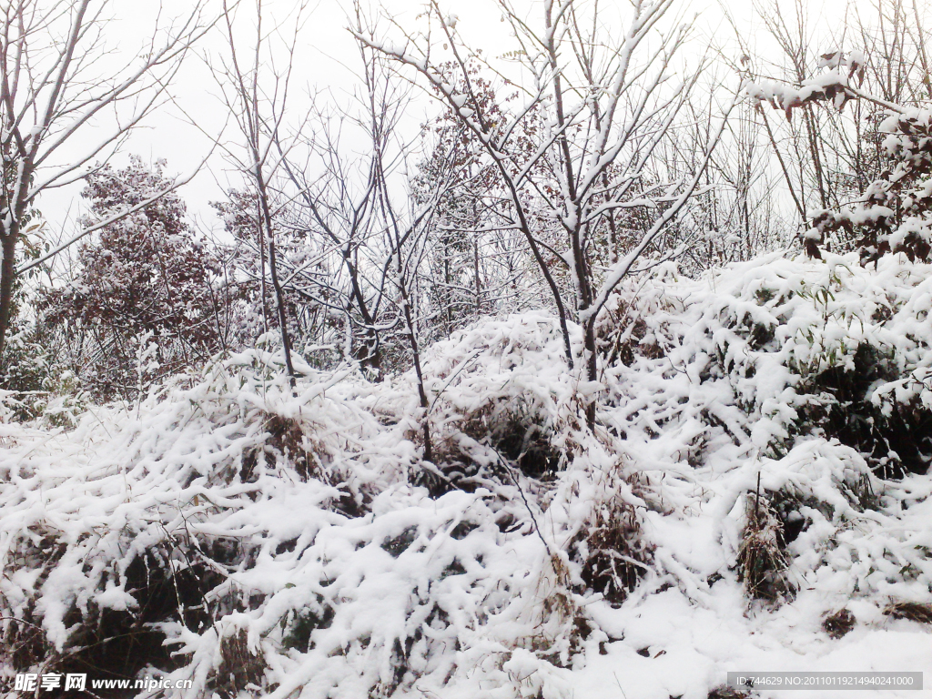 雪景 白雪 雪 树