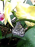 蝴蝶和兰花
