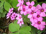 小花