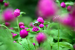 花蝴蝶