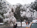 雪天树和车