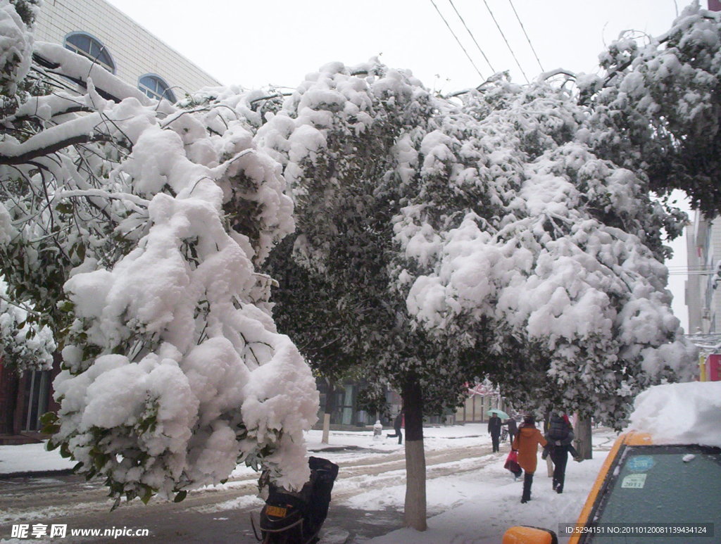 雪天树和车