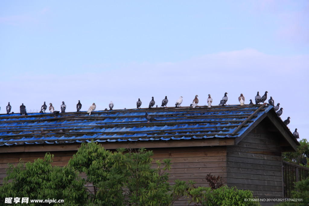 屋顶上排列的鸟