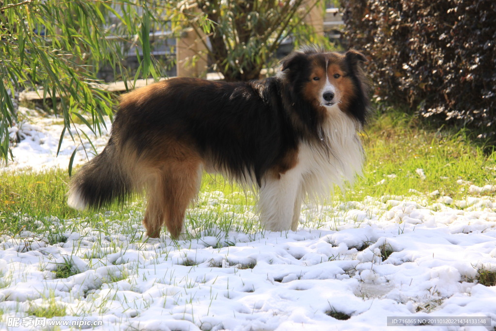 雪地里的苏格兰牧羊犬