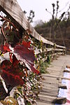 木桥上的枫叶