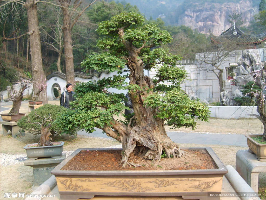 盆景 树 风景 立体画