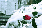 雪中山茶花