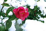 雪中的山茶花