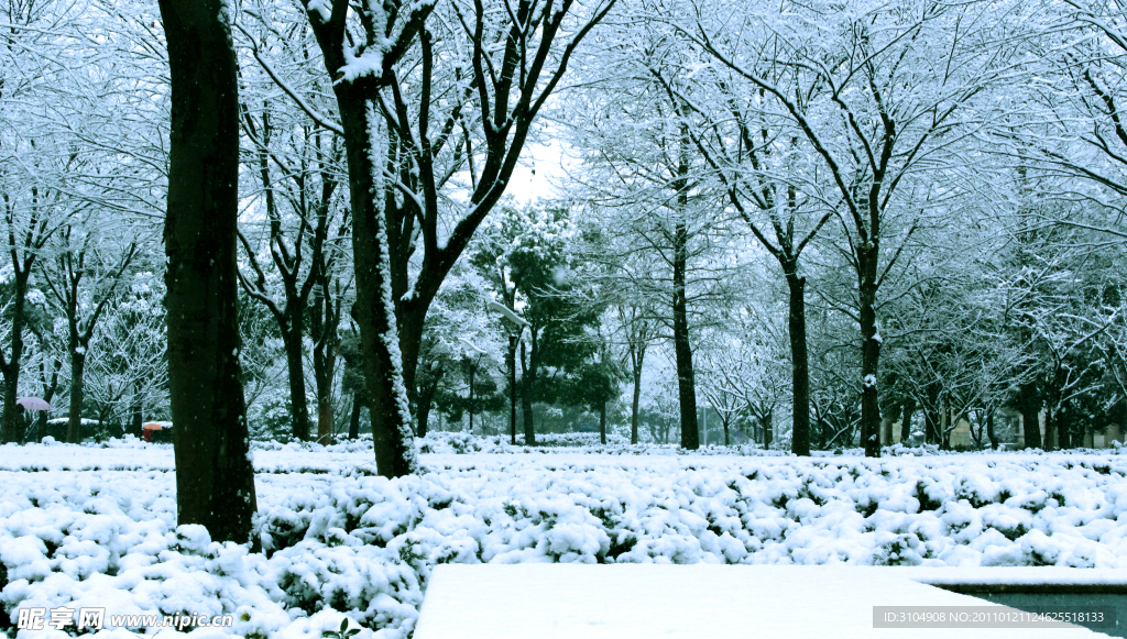 树木雪景
