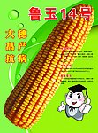 玉米海报