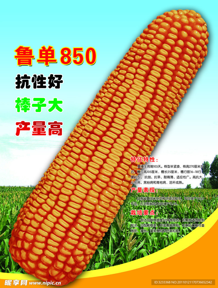 玉米海报