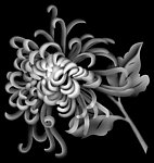 高清菊花灰度图