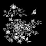花鸟灰度图
