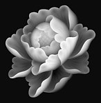 牡丹花灰度图