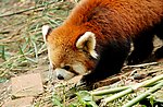 小熊猫