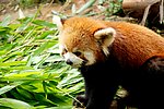 小熊猫