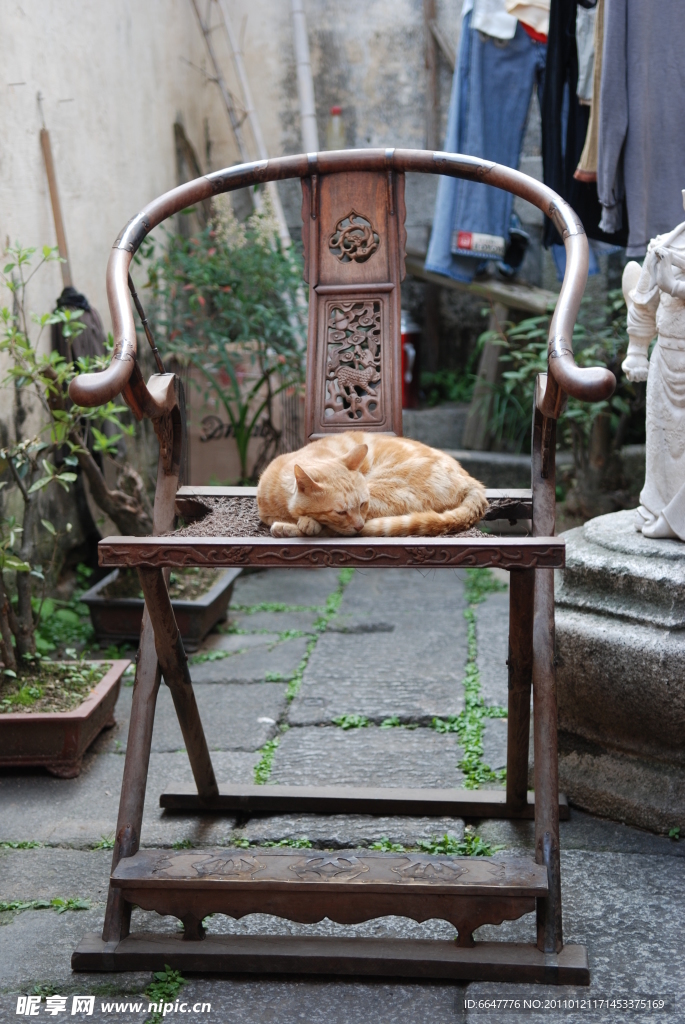 木椅上的小猫