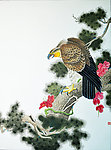 松鹰