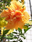 木槿花