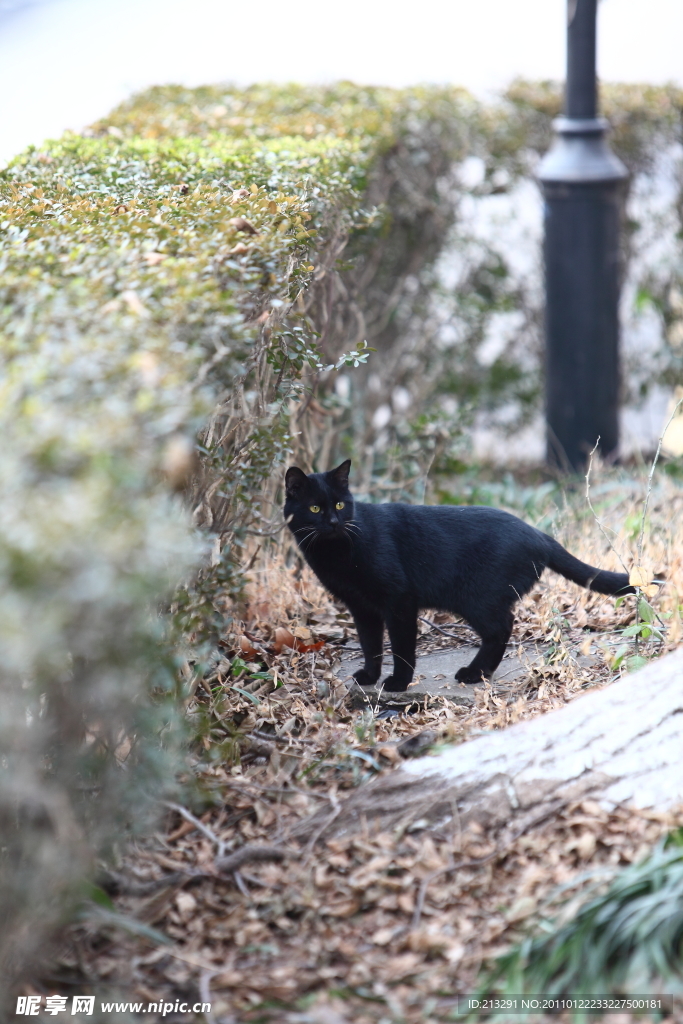 黑猫