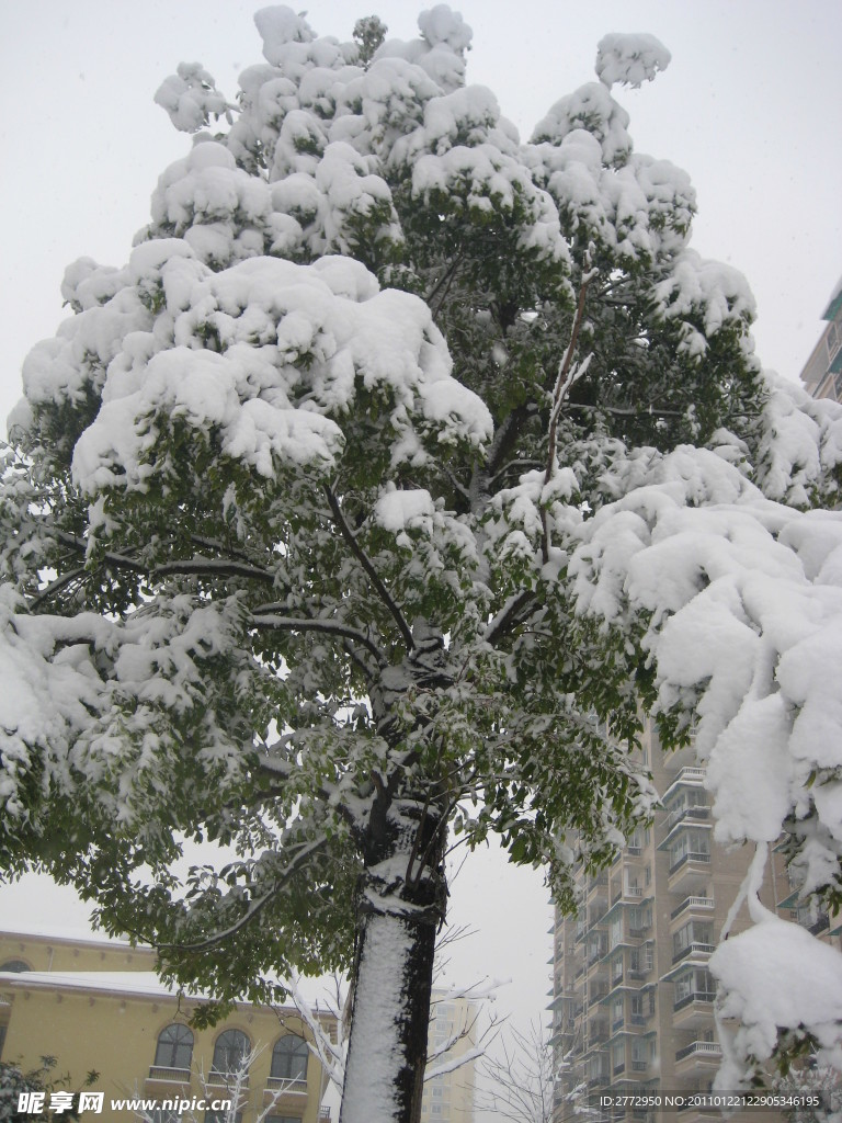 雪景