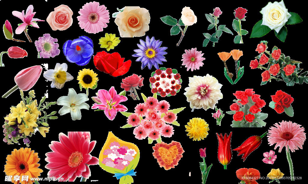 花 各种类型花朵