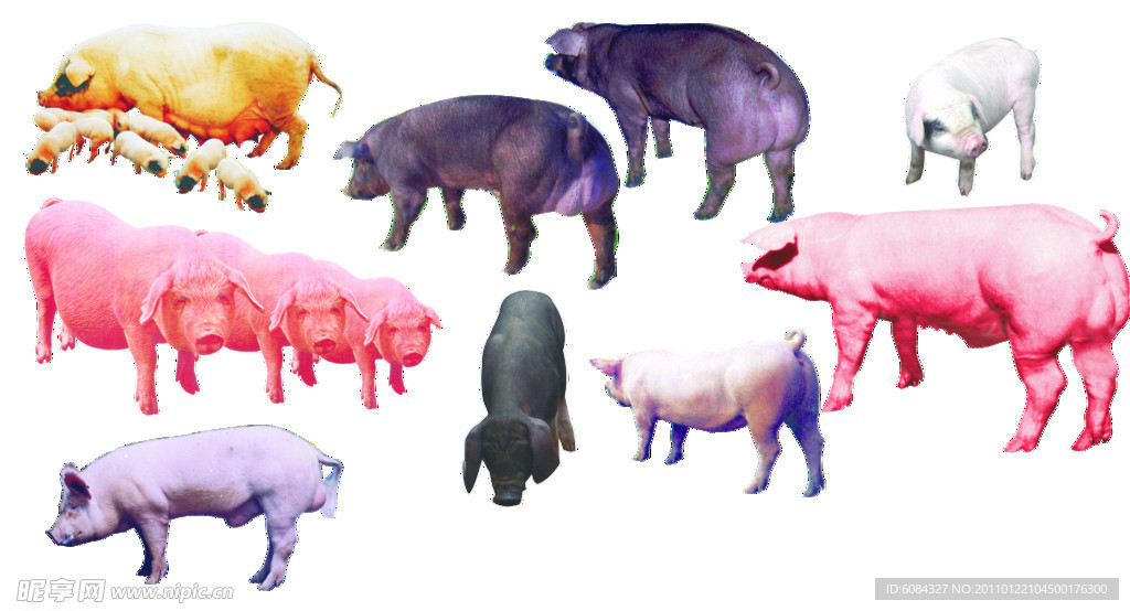 各种类型的猪