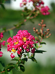 美丽鲜花