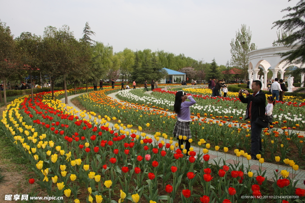 郁金香花园