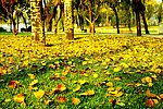 绿草地