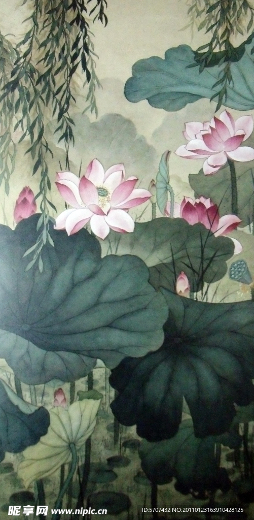 荷叶 荷花
