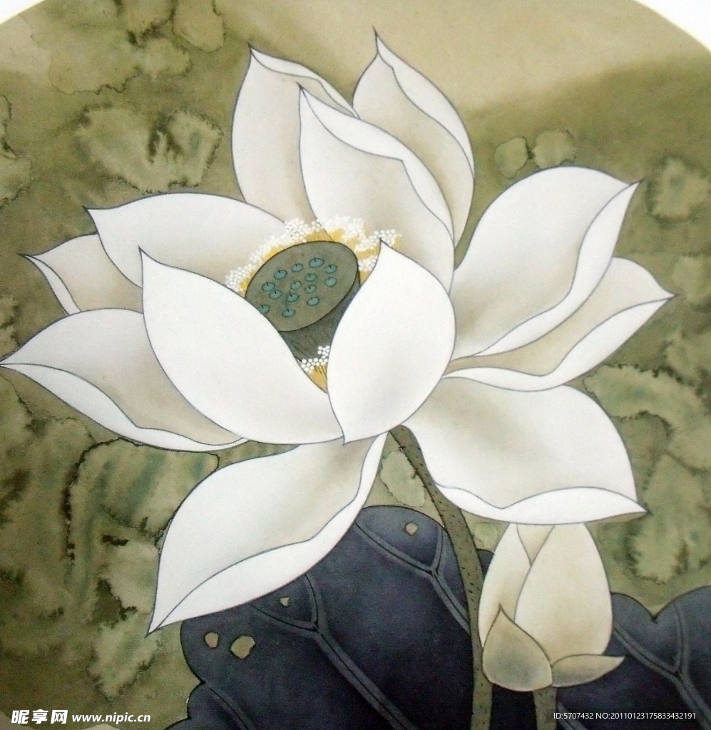 荷花 荷叶