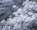 树林 雪