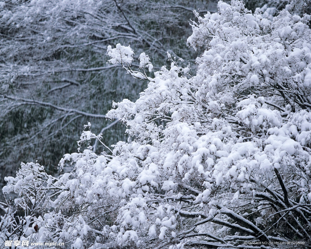 树林 雪