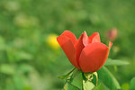 红色花