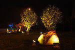 夜景树 LED夜景照明