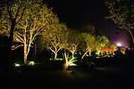 夜景树 LED夜景照明