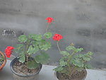 花盆里的花