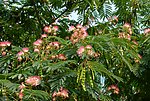 园林植物素材 合欢