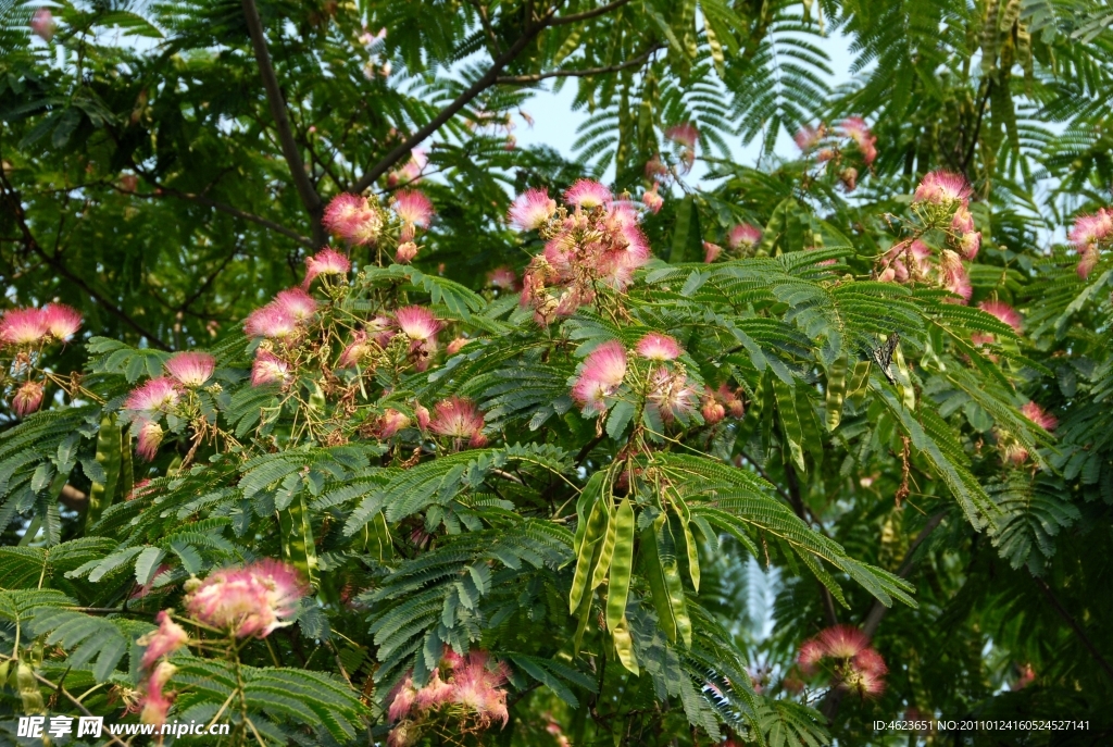 园林植物素材 合欢