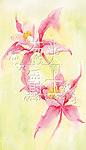 水彩小花
