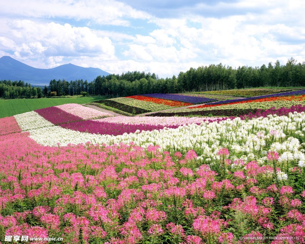 花海
