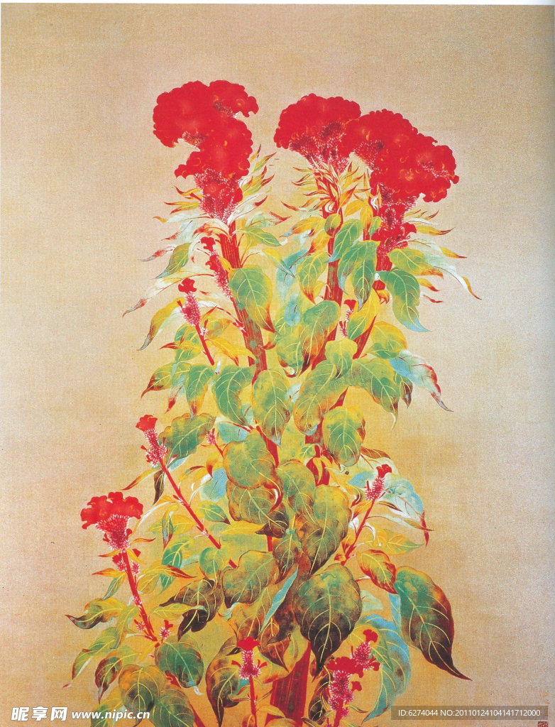 日本现代花卉 豆