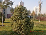 绿树
