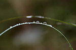 露水