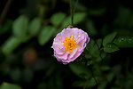 花朵