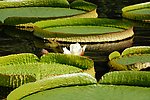 园林植物素材 王莲